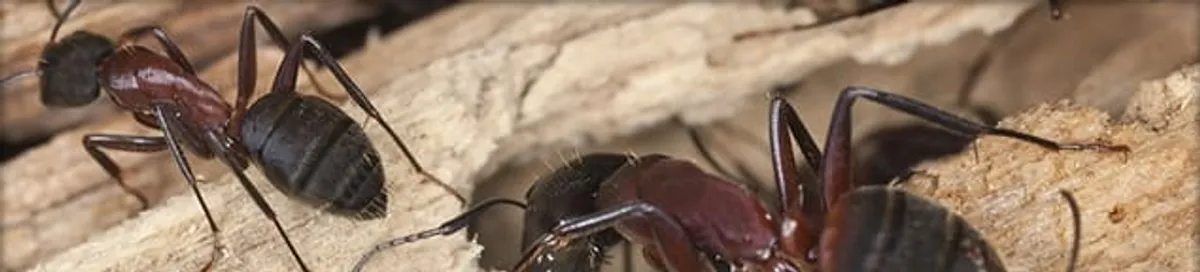 Close-up of ants on wood showing an active ant infestation in Santa Ana, CA
