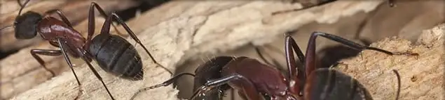 Close-up of ants on wood showing an active ant infestation in Santa Ana, CA