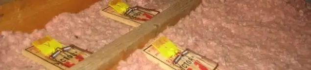 Mouse traps placed in an attic for rodent control in Santa Ana, CA
