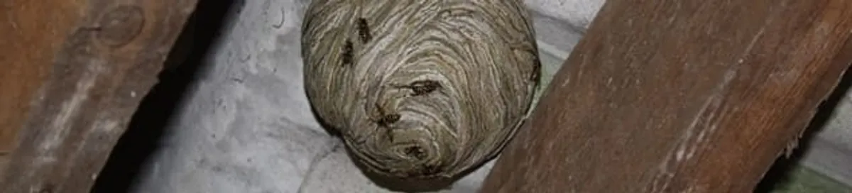 Wasp nest in an attic space, a common home infestation risk in Santa Ana, CA
