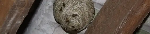 Wasp nest in an attic space, a common home infestation risk in Santa Ana, CA