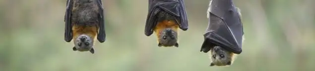 Bats roosting together, a common sign of a bat infestation in Santa Ana, CA