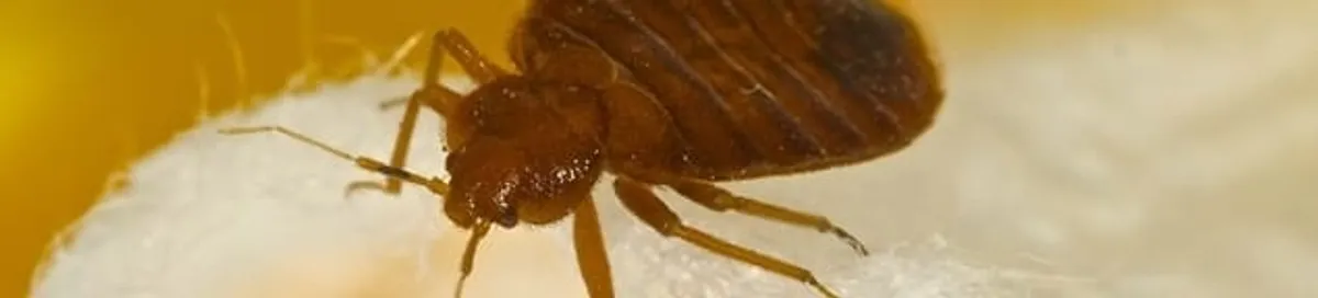 Close-up of a bed bug, a sign of an active infestation in Santa Ana, CA