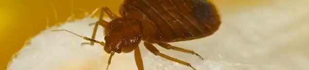 Close-up of a bed bug, a sign of an active infestation in Santa Ana, CA