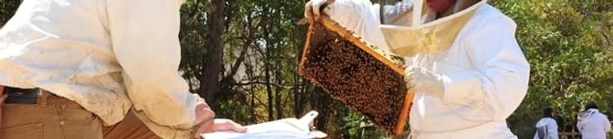 Bee removal specialists relocating a hive and honeycomb safely in Santa Ana, CA