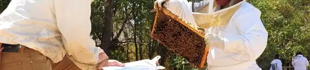 Bee removal specialists relocating a hive and honeycomb safely in Santa Ana, CA