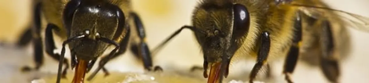 Close-up of honey bees, a sign of a nearby hive in Santa Ana, CA