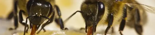 Close-up of honey bees, a sign of a nearby hive in Santa Ana, CA