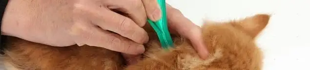 Flea treatment for pets using a flea comb, a sign of flea problems in Santa Ana, CA