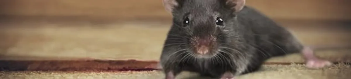 Mouse indoors, a common sign of a rodent infestation in Santa Ana, CA