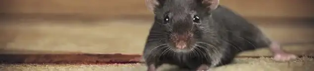 Mouse indoors, a common sign of a rodent infestation in Santa Ana, CA