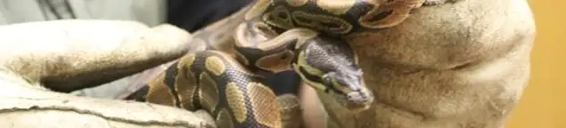 Snake removal specialist safely handling a snake with protective gloves in Santa Ana, CA