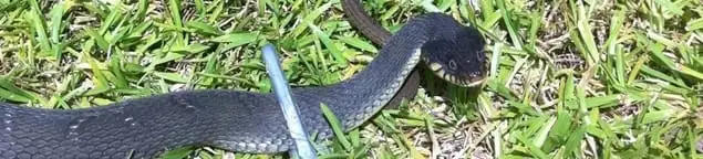 Snake in a yard, a common sign of a snake problem near a home in Santa Ana, CA