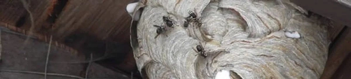 Close-up of a wasp nest with active wasps, a sign of an infestation in Santa Ana, CA