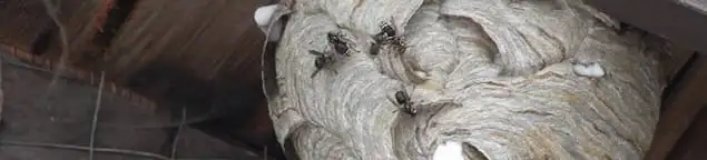 Close-up of a wasp nest with active wasps, a sign of an infestation in Santa Ana, CA